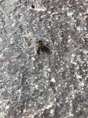 Trichopoda pictipennis