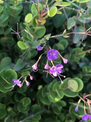 Commicarpus chinensis natalensis