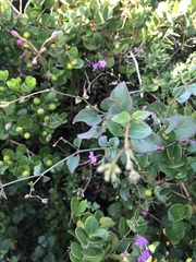 Commicarpus chinensis natalensis