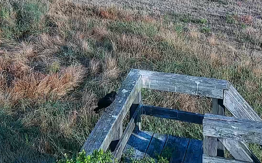 American Crow from Hog Island, Virginia 23883, USA on June 16, 2024 at ...