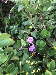 Commicarpus chinensis natalensis