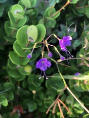 Commicarpus chinensis natalensis