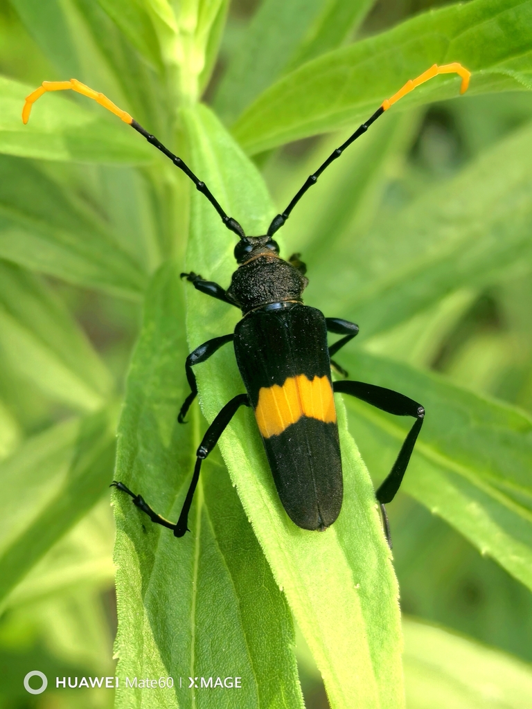Embrikstrandia bimaculata
