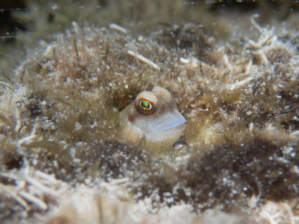 Barchin Blenny