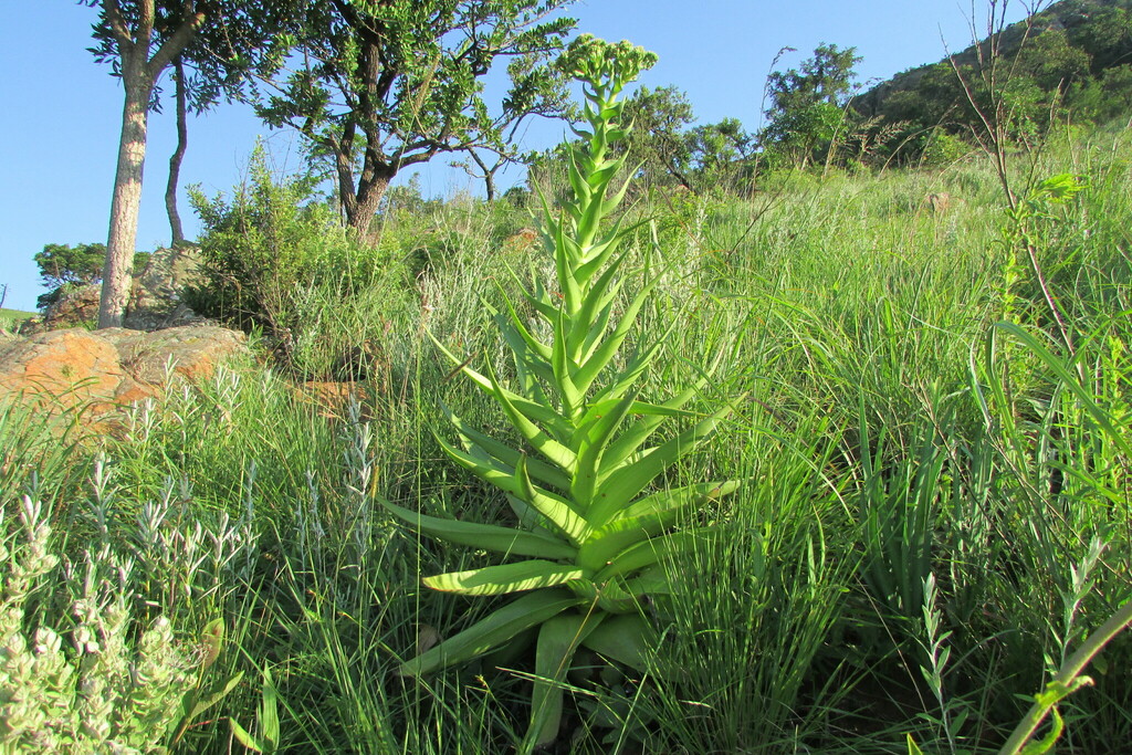 Crassula acinaciformis, Mpumalanga, ZA