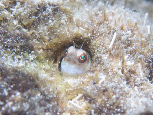 Barchin blenny (Rhabdoblennius rhabdotrachelus) — Blenniidae — 5