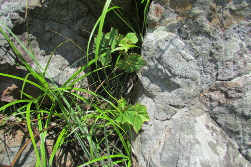 Begonia sonderiana, photograph 5