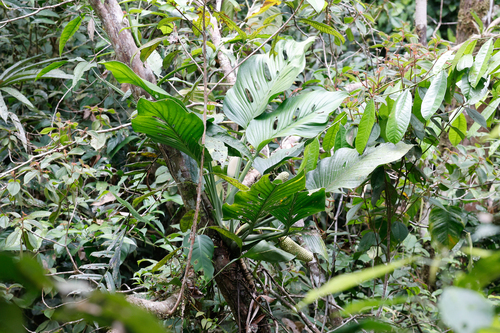 Monstera lechleriana, photograph 5