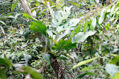 (c) Tom Field, some rights reserved (CC BY) Monstera lechleriana, photograph (c) Tom Field, some rights reserved (CC BY)