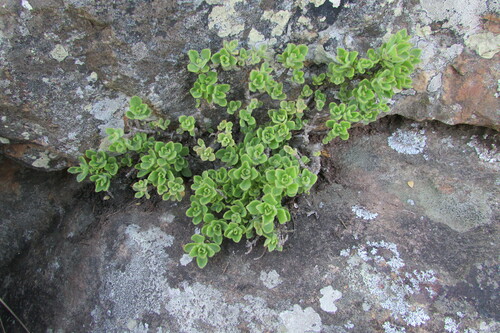 Image of Thorncroftia thorncroftii by (c) James Deacon, some rights reserved (CC BY-SA)