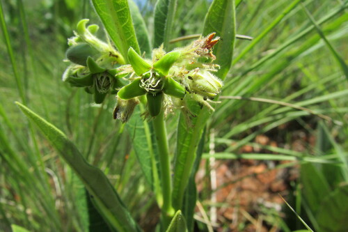 Image of Raphionacme galpinii by (c) James Deacon, some rights reserved (CC BY-SA)