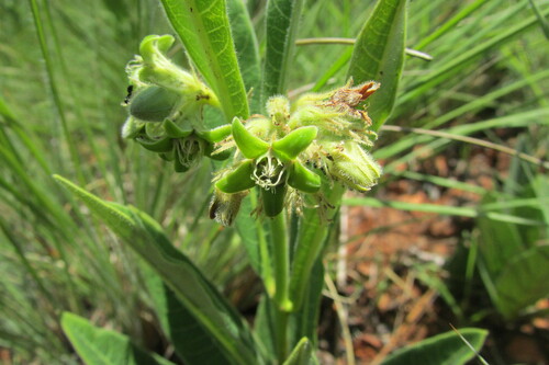 Image of Raphionacme galpinii by (c) James Deacon, some rights reserved (CC BY-SA)