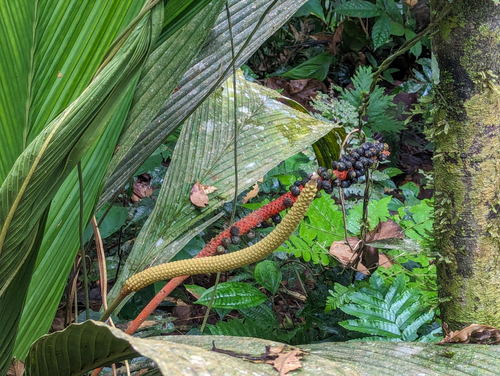 Geonoma macrostachys, photograph 1