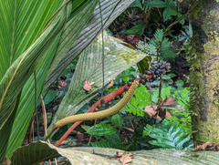 Geonoma macrostachys, photograph (c) Tom Field, some rights reserved (CC BY)