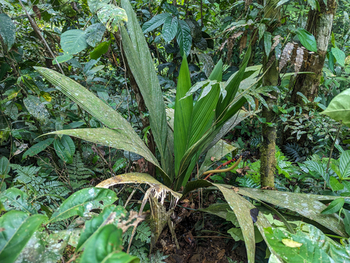 Geonoma macrostachys