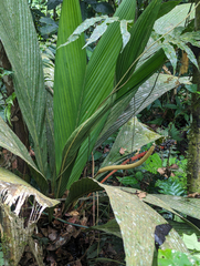 Geonoma macrostachys, photograph (c) Tom Field, some rights reserved (CC BY)