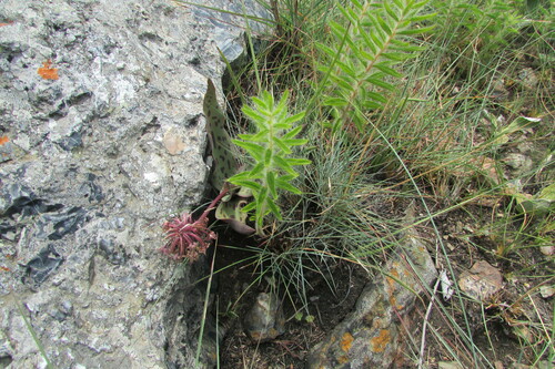 saddleback African hyacinth (Ledebouria pardalota)