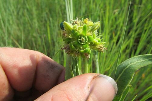 Raphionacme galpinii