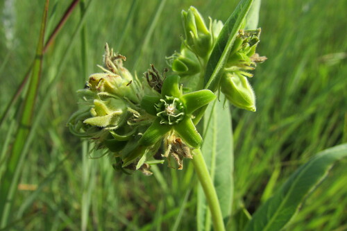 Image of Raphionacme galpinii by (c) James Deacon, some rights reserved (CC BY-SA)