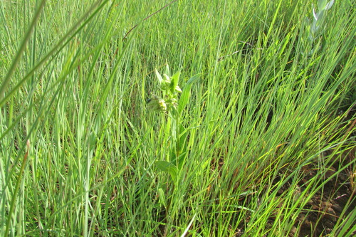 Raphionacme galpinii