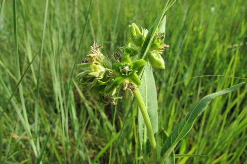 Raphionacme galpinii