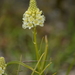 Toxicoscordion venenosum - Photo (c) David Anderson, algunos derechos reservados (CC BY), subido por David Anderson