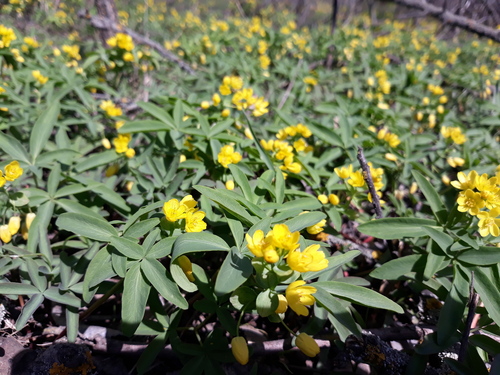 Gymnospermium odessanum