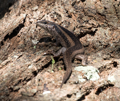 Trachylepis spilogaster