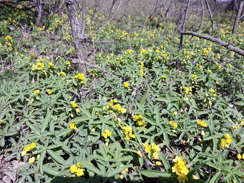 Gymnospermium odessanum, photograph 1