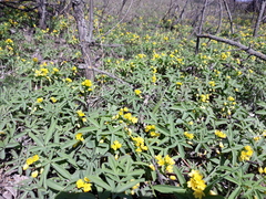 Gymnospermium odessanum, photograph Viktor Strenada, CC BY, iNaturalist via GBIF
