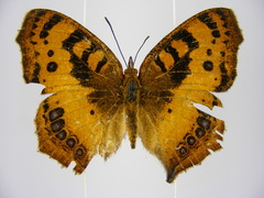 Catacroptera cloanthe cloanthe