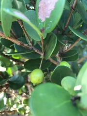 Eugenia capensis capensis