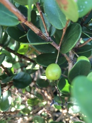 Eugenia capensis capensis