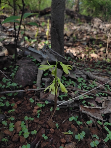 Image of Nervilia concolor by (c) Meehir Pawar, some rights reserved (CC BY-SA)