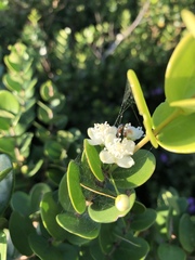 Eugenia capensis capensis