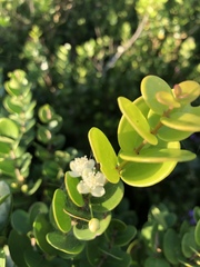 Eugenia capensis capensis