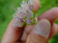 Allium validum