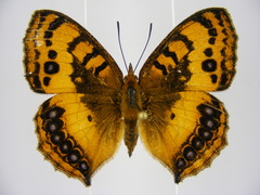 Catacroptera cloanthe cloanthe