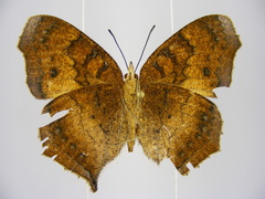 Catacroptera cloanthe cloanthe