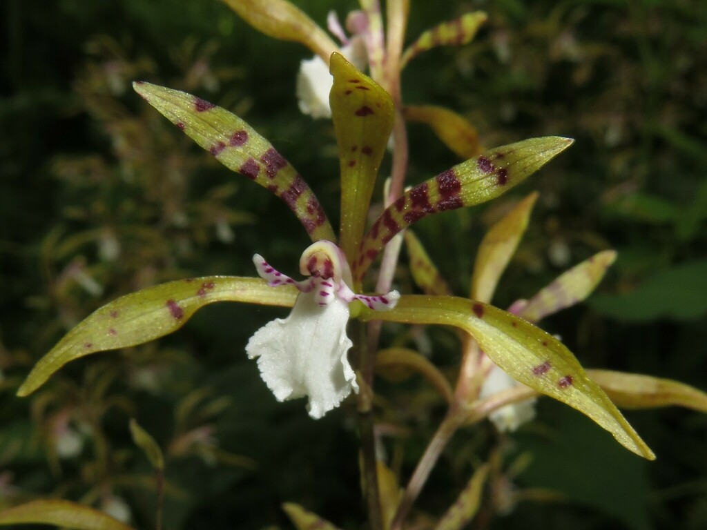 Cremastra unguiculata