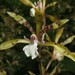 Cremastra unguiculata - Photo (c) 
Qwert1234, algunos derechos reservados (CC BY-SA)
