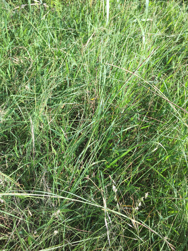 Rottboellia campestris, photograph 1