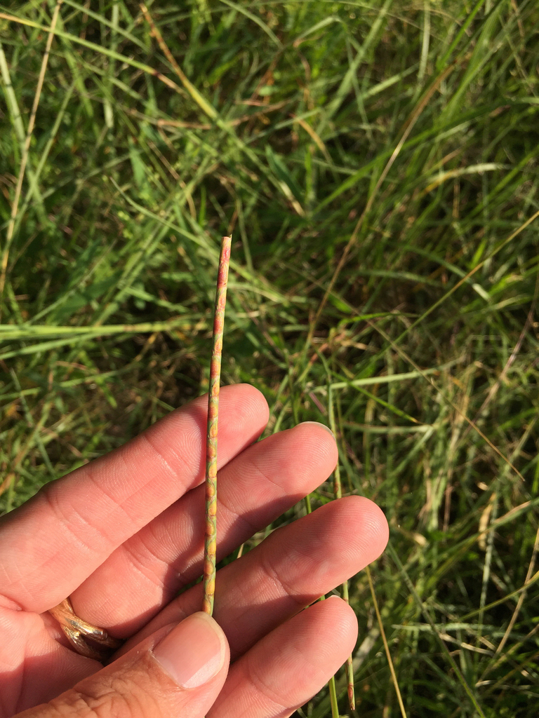 Rottboellia campestris; photograph Sam Kieschnick, CC BY, iNaturalist via GBIF