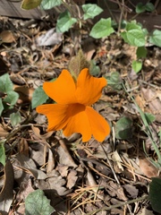 Thunbergia gregorii