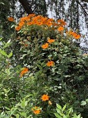Thunbergia gregorii