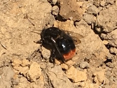 Bombus lapidarius