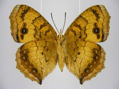 Catacroptera cloanthe cloanthe