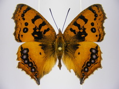 Catacroptera cloanthe cloanthe
