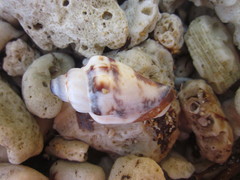 Ministrombus variabilis