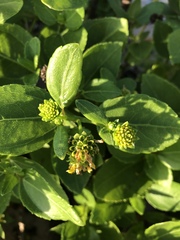 Wollastonia biflora